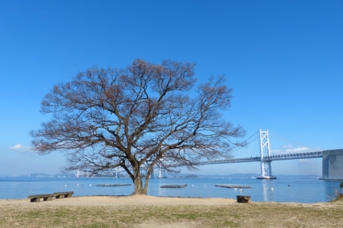 写真：沙弥島